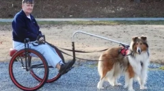 Sport cu un câine: ce să faci cu animale de companie în timpul tău liber